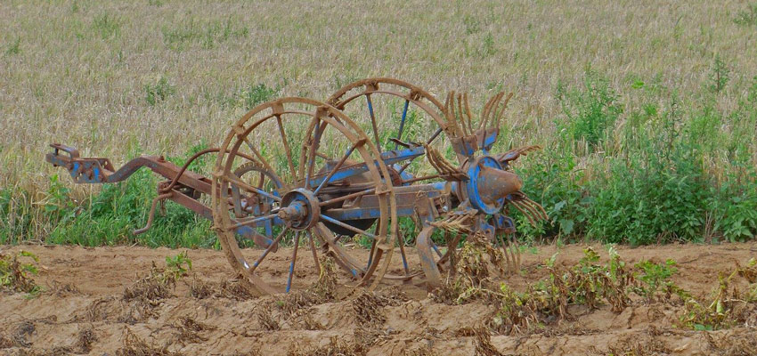 potatoe field