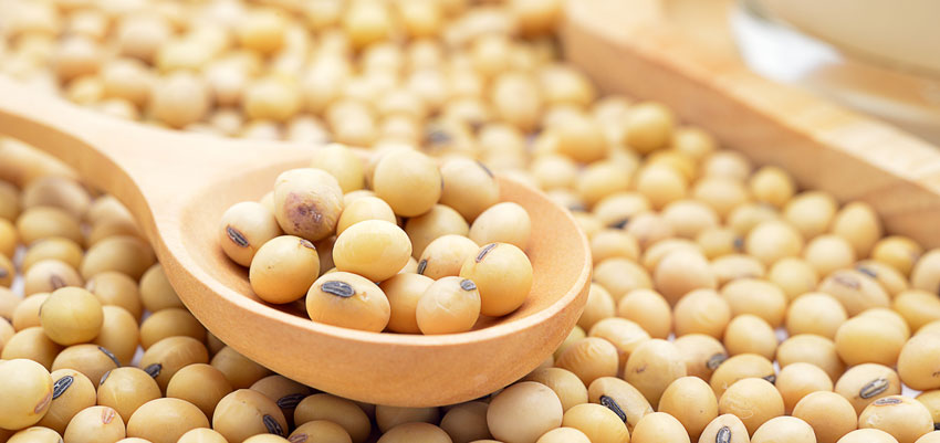 Soy beans