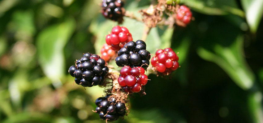 Blackberries