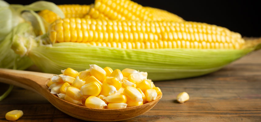 Maize