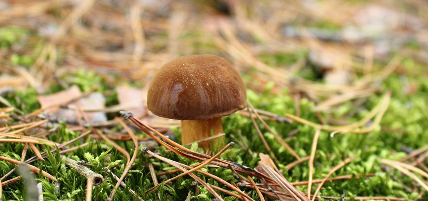 Mushroom Forest