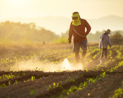 pesticide application