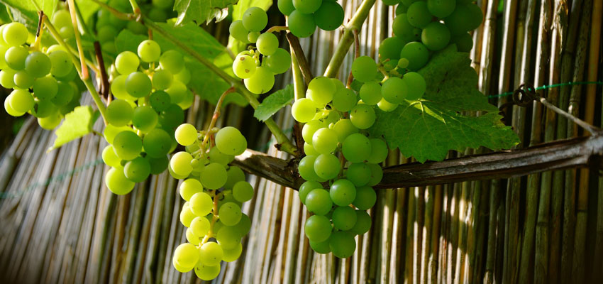 Table grapes