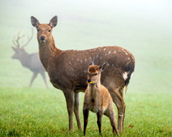 deer