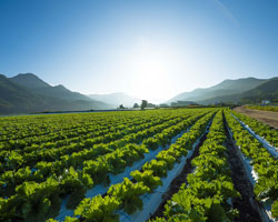 Lettuce field